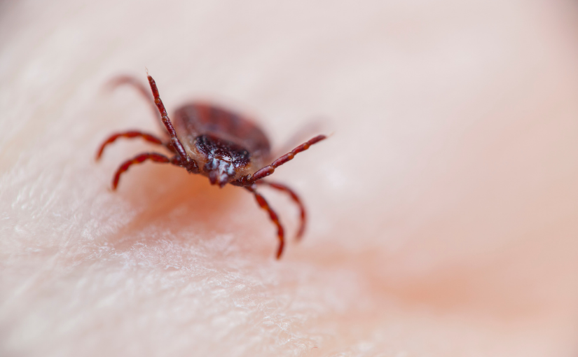 Why Are Ticks Attracted To Humans_ (1)