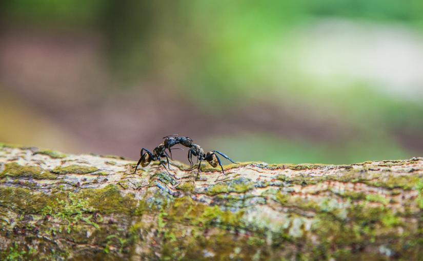 Why Do Carpenter Ants Like Trees_ (3)