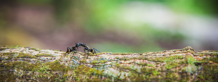 Why Do Carpenter Ants Like Trees_