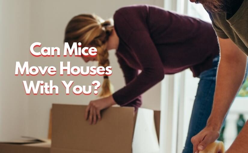 Burlington Rodent Removal Can Mice Move Houses With You825