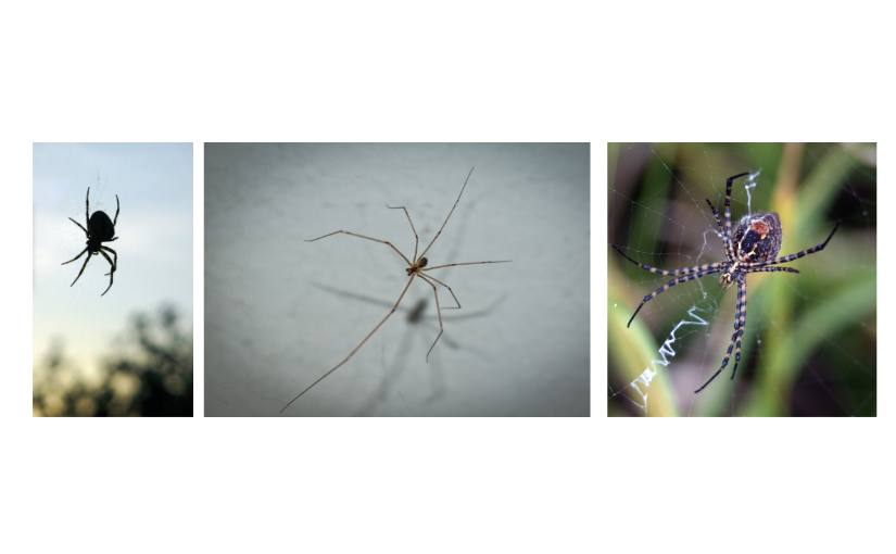 Common House Spiders to Look Out For In Niagara (2)