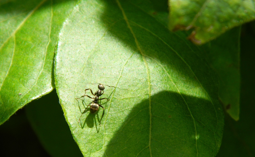 Do Carpenter Ants Live In Trees_ (3)