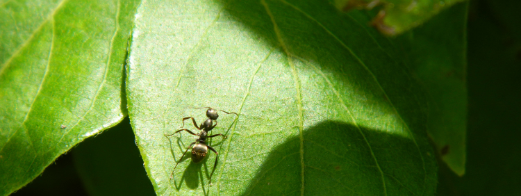 Do Carpenter Ants Live In Trees_