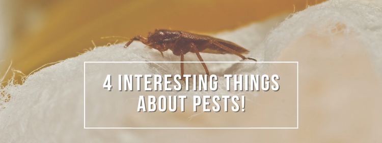 Interesting Things About Pests