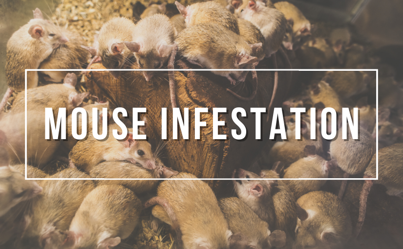 Mouse Infestation