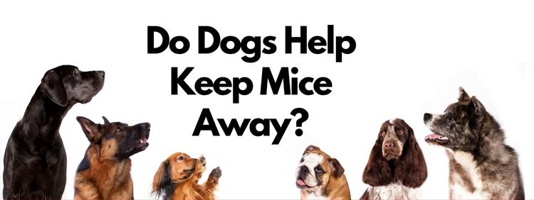 Oakville Pest Control Do Dogs Help Keep Mice Away