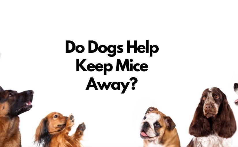 Oakville Pest Control Do Dogs Help Keep Mice Away