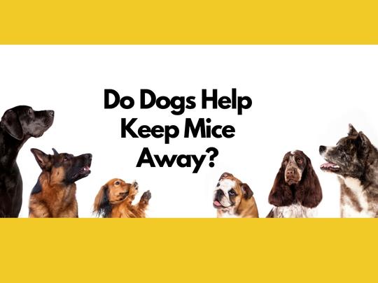 Can Man's Best Friend Keep Mice at Bay? Debunking the Myth of Dogs as Mouse  Deterrents