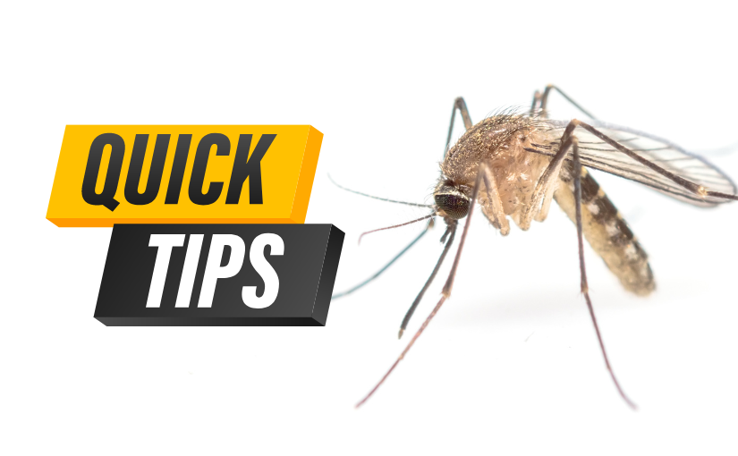 Preparing Your Property for Mosquito Season