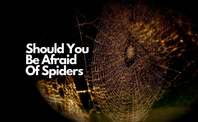 Should You Be Afraid Of Spiders In Markham825