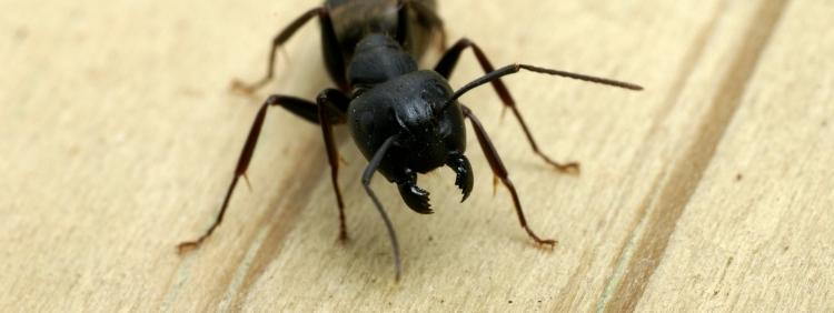 Thornhill Pest Control: What Are Carpenter Ant Predators? Thornhill Pest Control: What Are Carpenter Ant Predators?