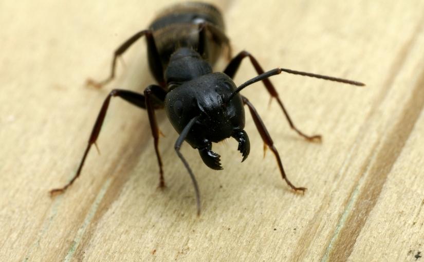 Carpenter Ants Find Their Nest, Stop The Infestation