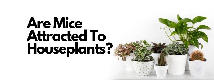 Toronto Pest Control Are Mice Attracted To Houseplants