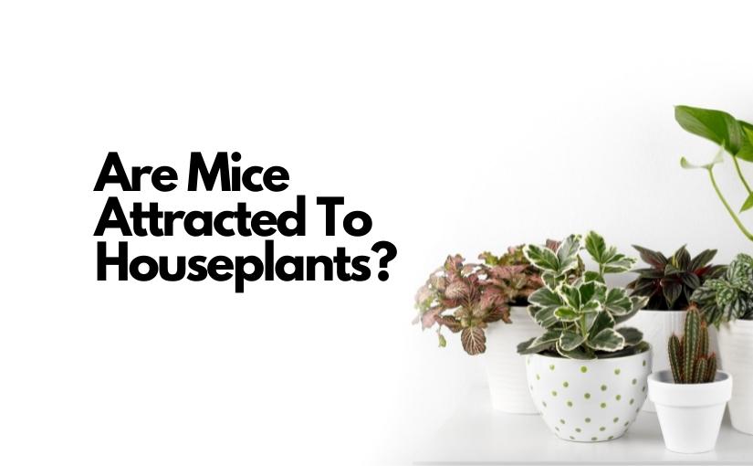 Do Certain Plants Attract Mice?