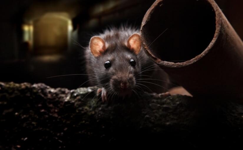 Toronto Pest Removal Can Rats Get Rabies825