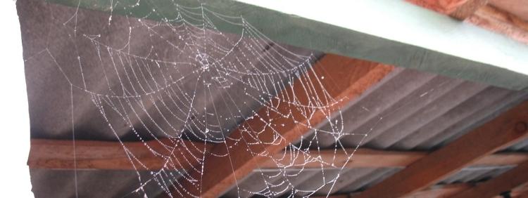 Toronto Pest Removal Where Do House Spiders Live