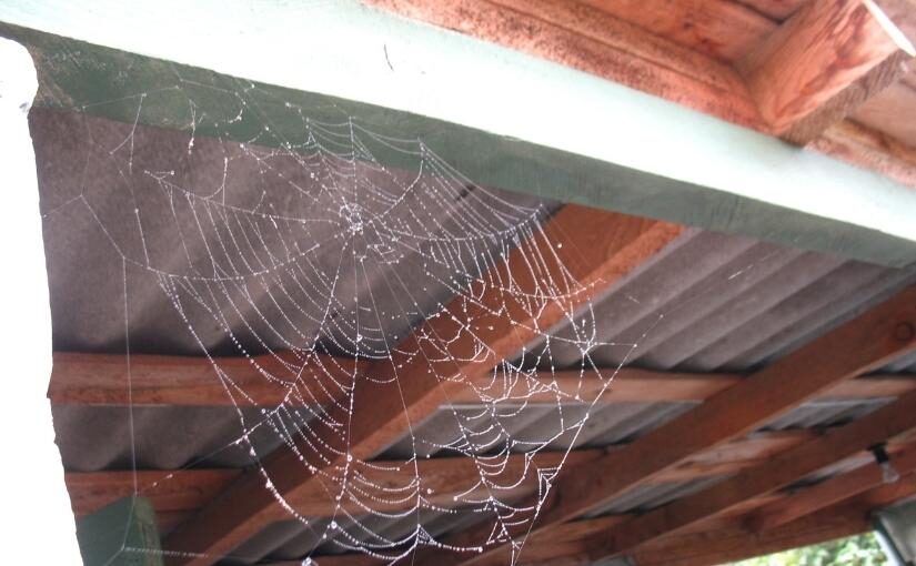 Toronto Pest Removal Where Do House Spiders Live825