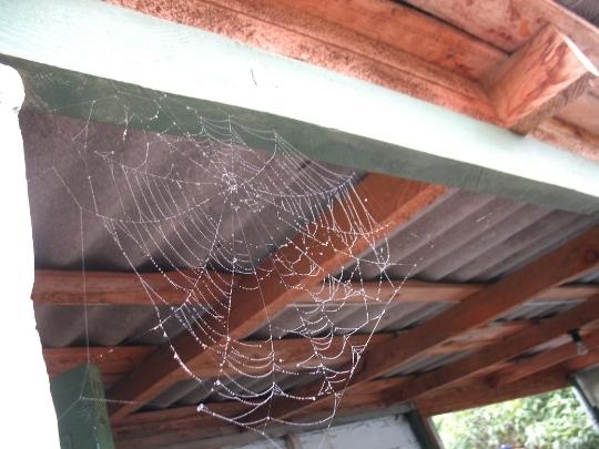Toronto Pest Removal Where Do House Spiders Live 