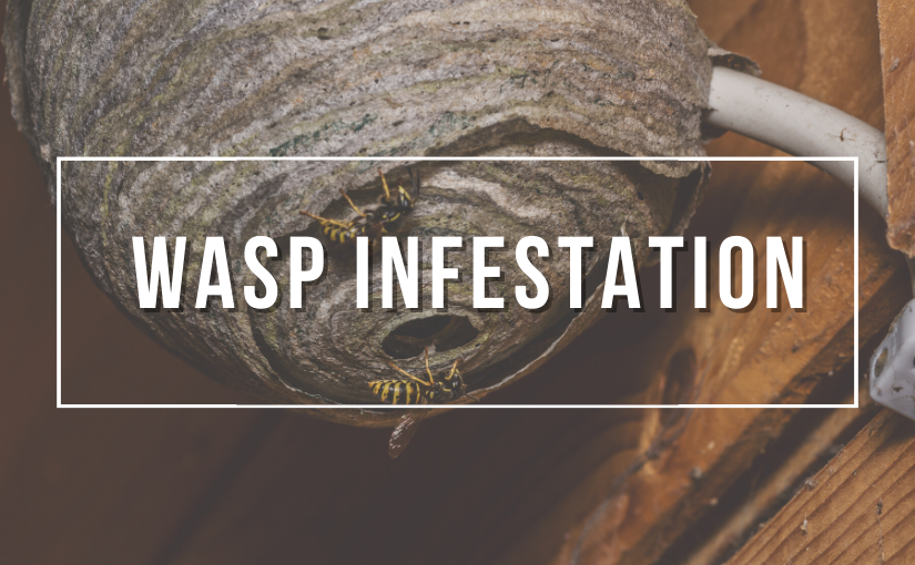 Wasp Infestation