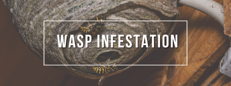 Wasp Infestation