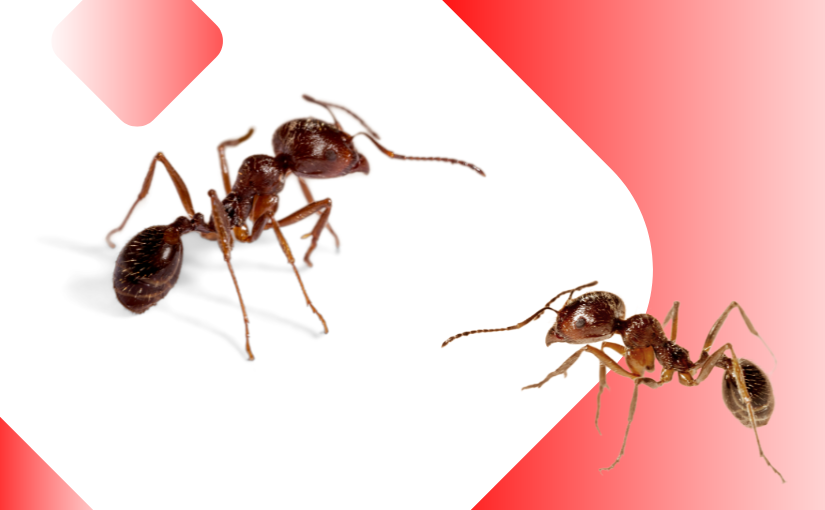 Why Do Ants Suddenly Appear (2)