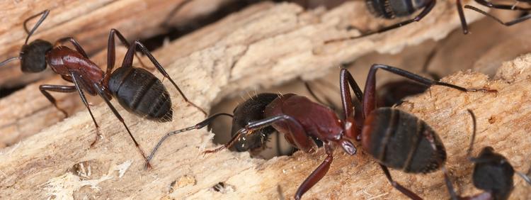 Why You Need Carpenter Ant Control In Haldimand-Norfolk