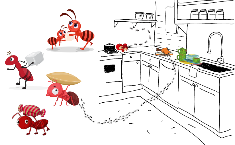 4 Reasons Ants Love Your Kitchen (2)