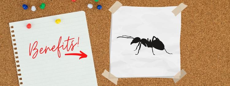 Brampton Pest Control 3 Benefits of Carpenter Ant