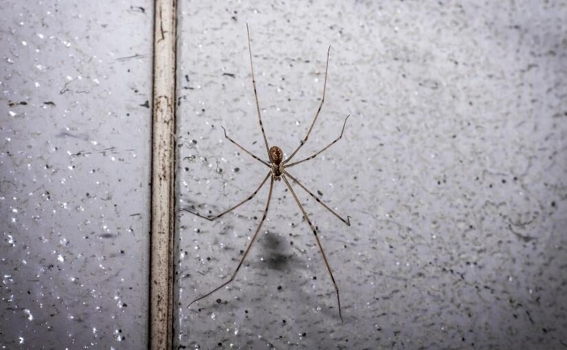 Burlington Spider Removal 4 Things You Should Know About Spiders