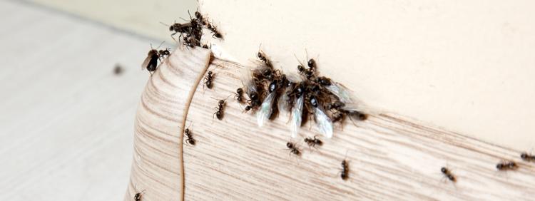 Cambridge Pest Control How Do Carpenter Ants Get Inside the House