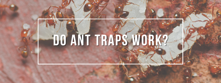 Do Ant Traps Work 