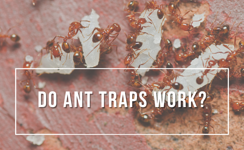 Do Ant Traps Work 825x510