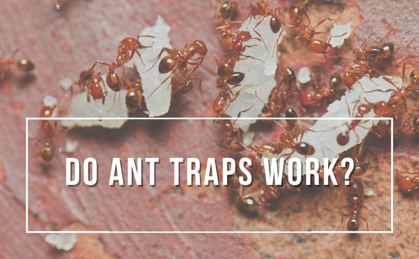 Damage That Carpenter Ants May Do To Your Home