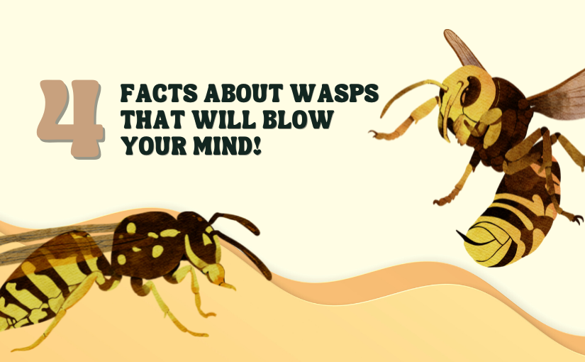 Facts About Wasps