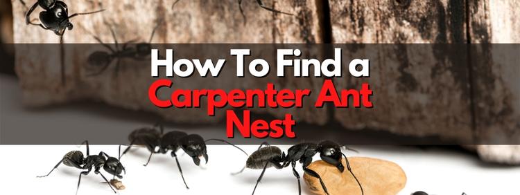 Guelph Pest Control How To Find a Carpenter Ant Nest