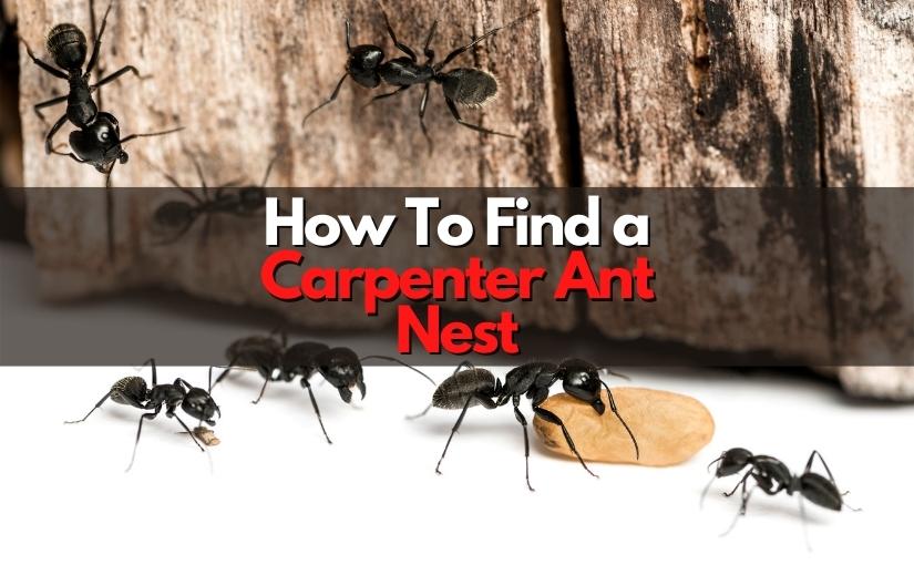 Where Can You Find Carpenter Ant Nests?