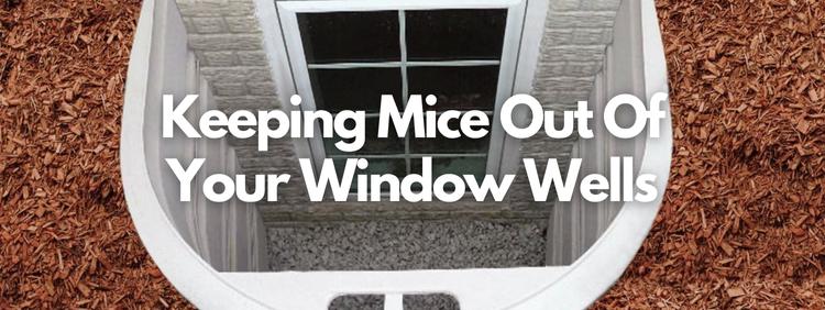 Waterloo Pest Control Keeping Mice Out Of Your Window Wells
