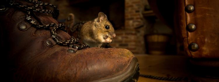 3 Reasons You May Be Dealing With a Mouse Infestation in Kitchener