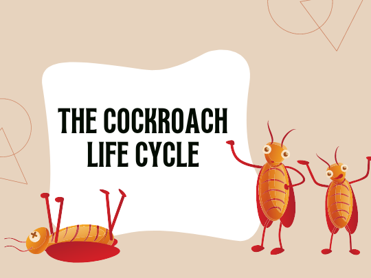 Life Cycle Of A Cockroach