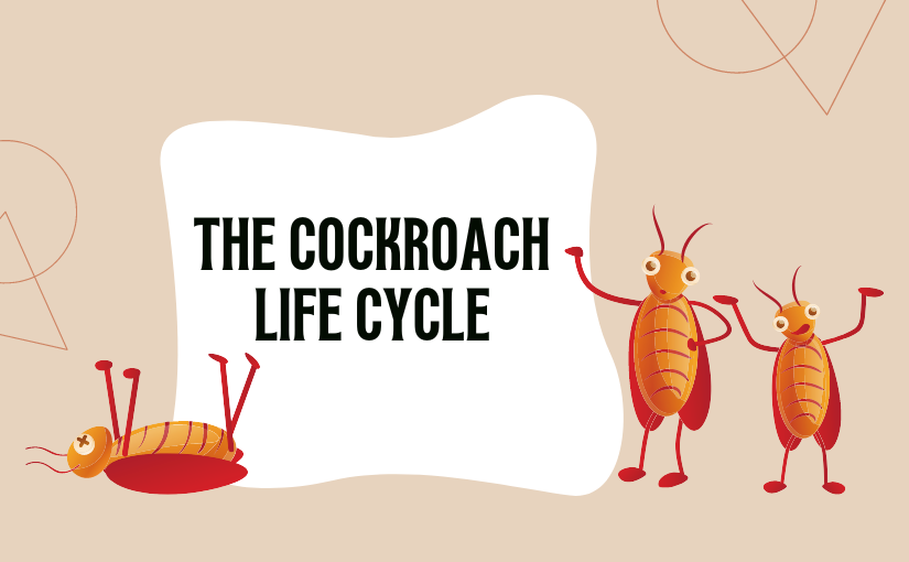 Cockroaches Live
