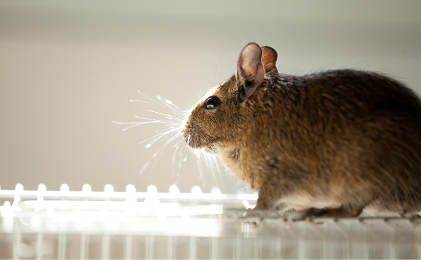 Why We Should Appreciate Rodents (2)