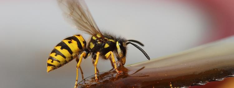 3 Reasons You Are Seeing Yellow Jackets in Your Kitchener Backyard