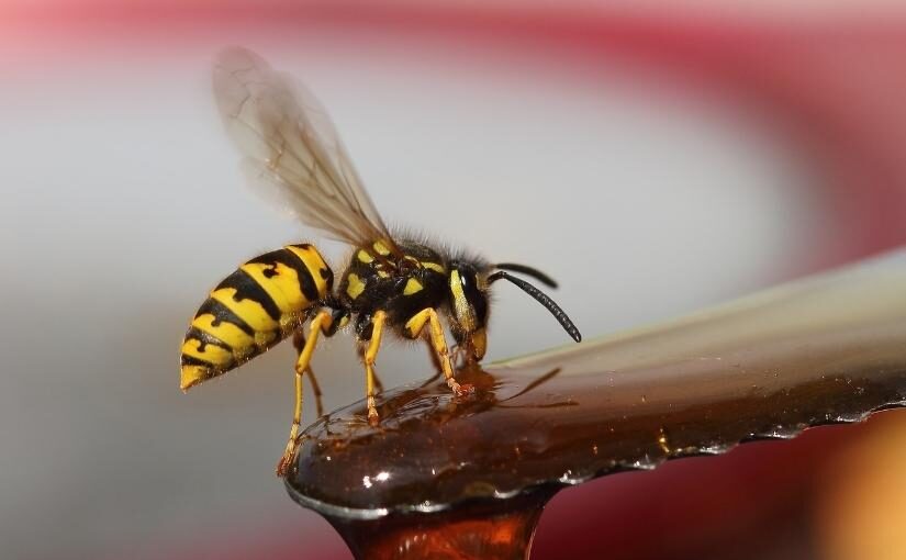 3 Reasons You Are Seeing Yellow Jackets in Your Kitchener Backyard