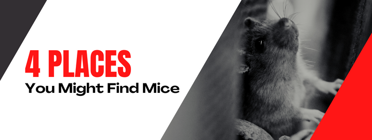 4 Places You Might Find Mice in Your Toronto Home
