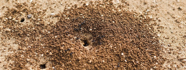 Ant Colony