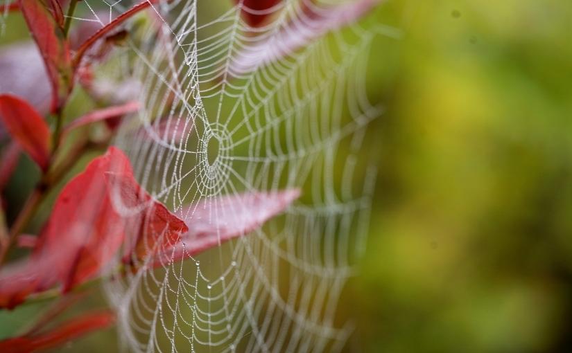 Cambridge Pest Removal Spider Activity in the Fall