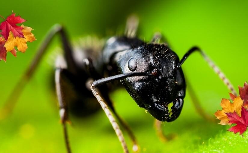 Carpenter Ant Infestation In The Fall