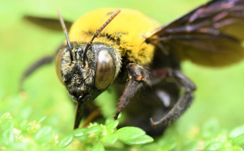Haldimand-Norfolk Pest Control: Everything To Know About the Carpenter Bee