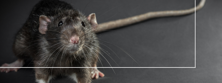 Acton Pest Control: The Dangers of a Rat Bite