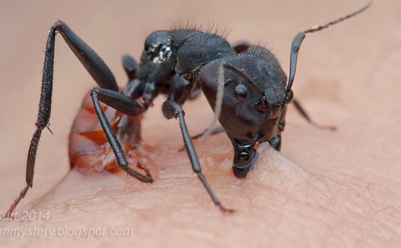 Everything You Need to Know About Carpenter Ant Bites
